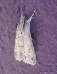 Melipotis acontioides