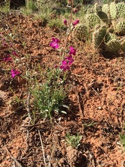 Penstemon confusus