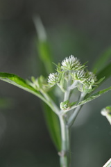 Verbesina walteri