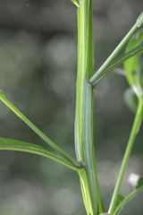 Verbesina walteri