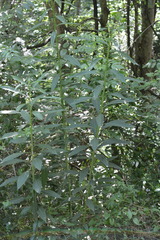 Verbesina walteri