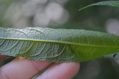 Verbesina walteri