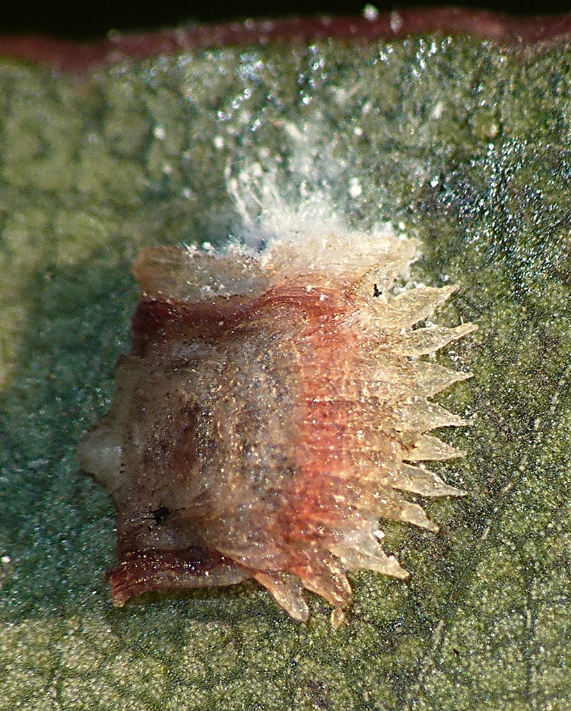 Cardiaspina retator