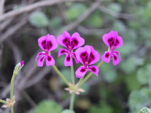 Pelargonium magenteum, photograph 2