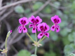 Pelargonium magenteum, photograph (c) Darren Obbard, some rights reserved (CC BY)