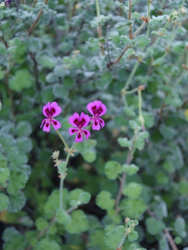 Pelargonium magenteum, photograph 3