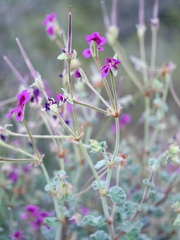 Pelargonium magenteum, photograph (c) Darren Obbard, some rights reserved (CC BY)