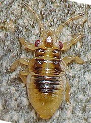 Thaumastocoridae