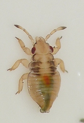 Thaumastocoridae