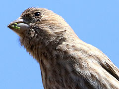 Haemorhous mexicanus