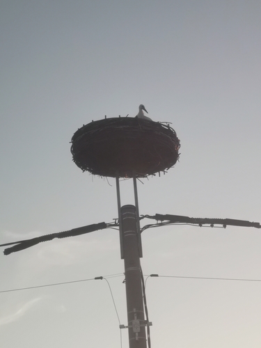 White Stork