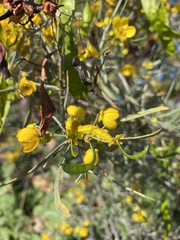 Senna phyllodinea