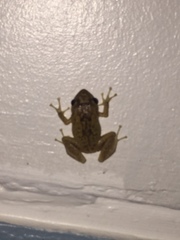 Eleutherodactylus coqui