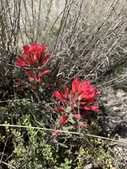 Castilleja scabrida