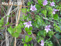 Rubus pungens oldhamii