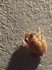 Eleutherodactylus coqui