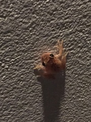 Eleutherodactylus coqui