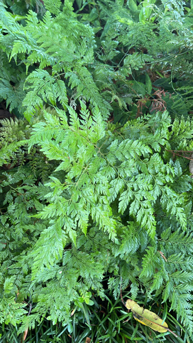 Davallia fejeensis observed 2026-08-09