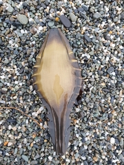 Callorhinchus milii