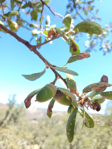 iNaturalist observation photo of blue oak