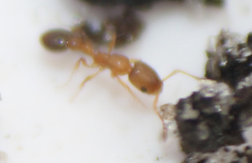 Cardiocondyla emeryi observed 2026-08-07