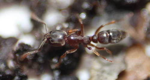 Granulate Crypt Ant