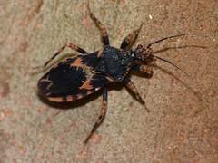 Sphedanocoris sabulosus