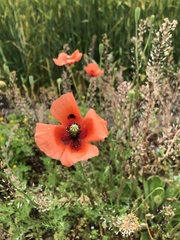 Papaver dubium