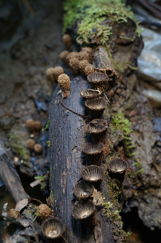 Наблюдение на iNaturalist