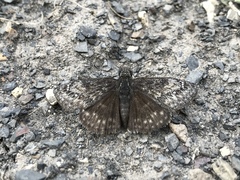 Erynnis afranius