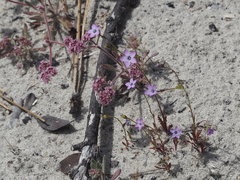 Gilia tenuiflora