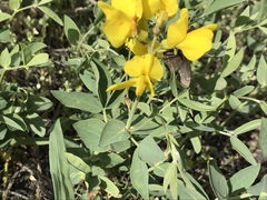 Erynnis afranius