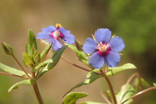 Blue Scarlet Pimpernel