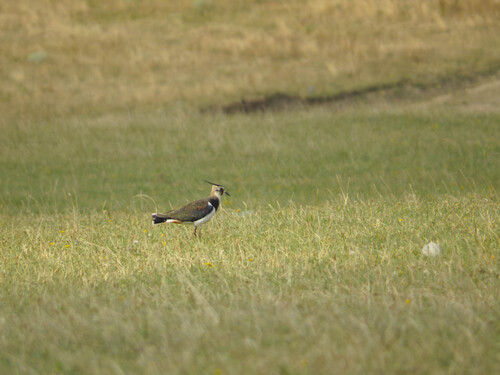 Northern Lapwing