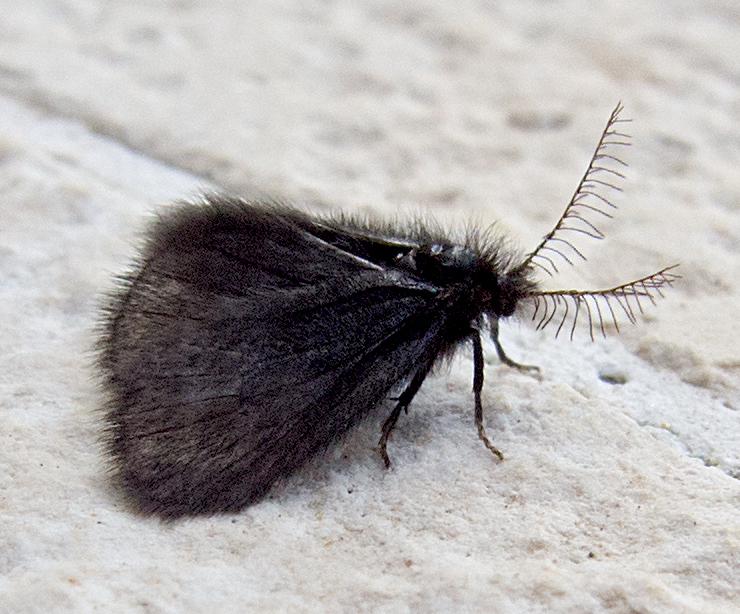 Round-winged Sweep