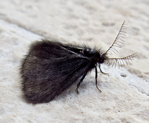 Round-winged Sweep