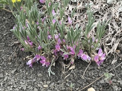 Astragalus tridactylicus
