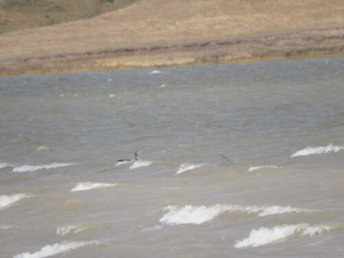 Great Cormorant