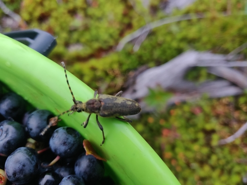Lepturobosca virens