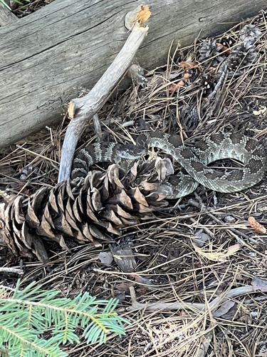 iNaturalist observation photo of Northern Pacific Rattlesnake