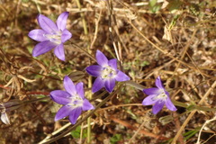 Brodiaea terrestris kernensis