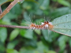 Euproctis latifascia