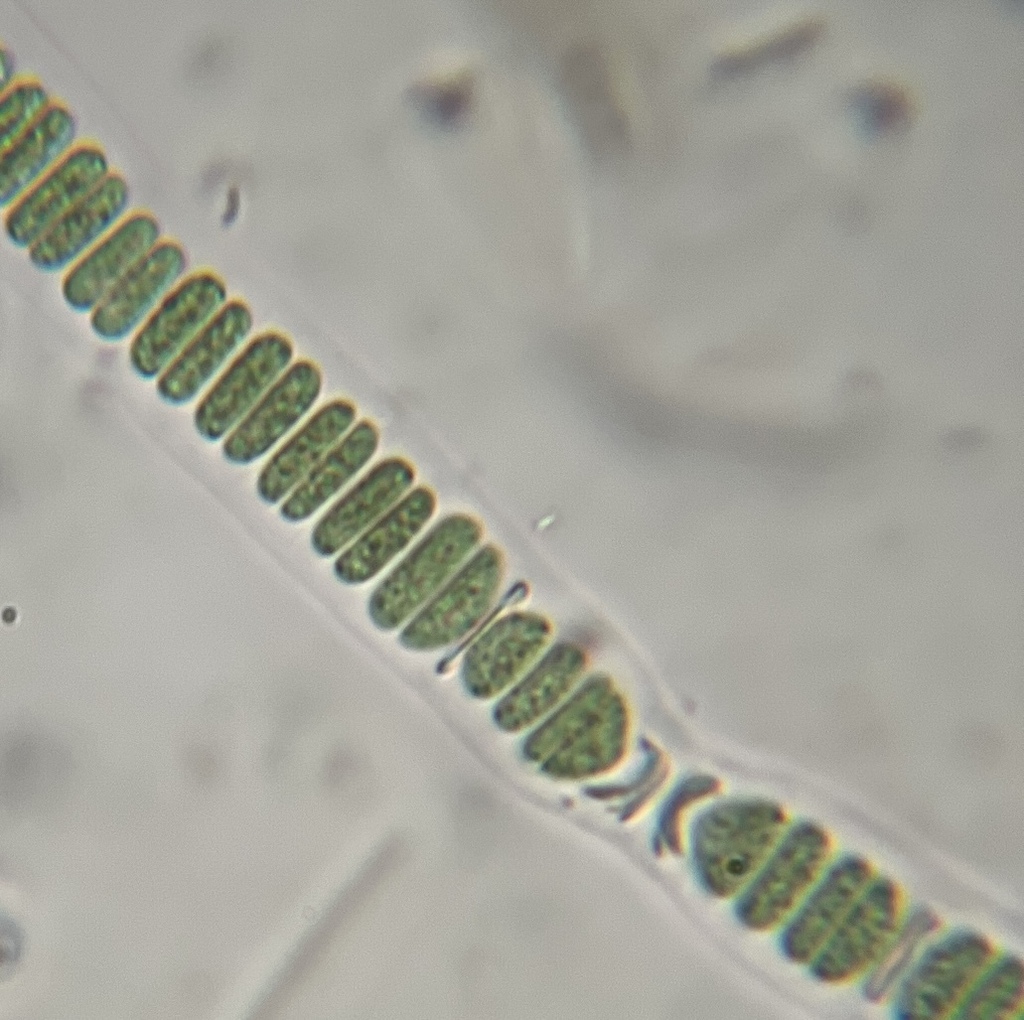 Johannesbaptistia floridana