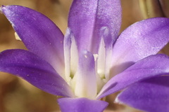 Brodiaea terrestris kernensis