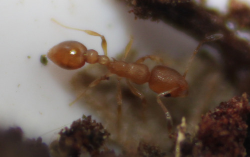 Cardiocondyla wroughtonii observed 2026-08-08