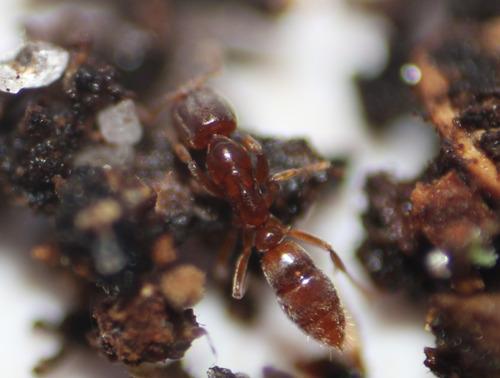 Hypoponera punctatissima observed 2026-08-08