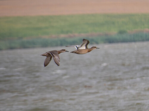 Garganey
