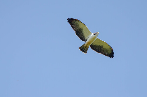 Short-tailed Hawk
