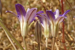 Brodiaea terrestris kernensis