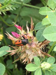 Labidostomis hebraea